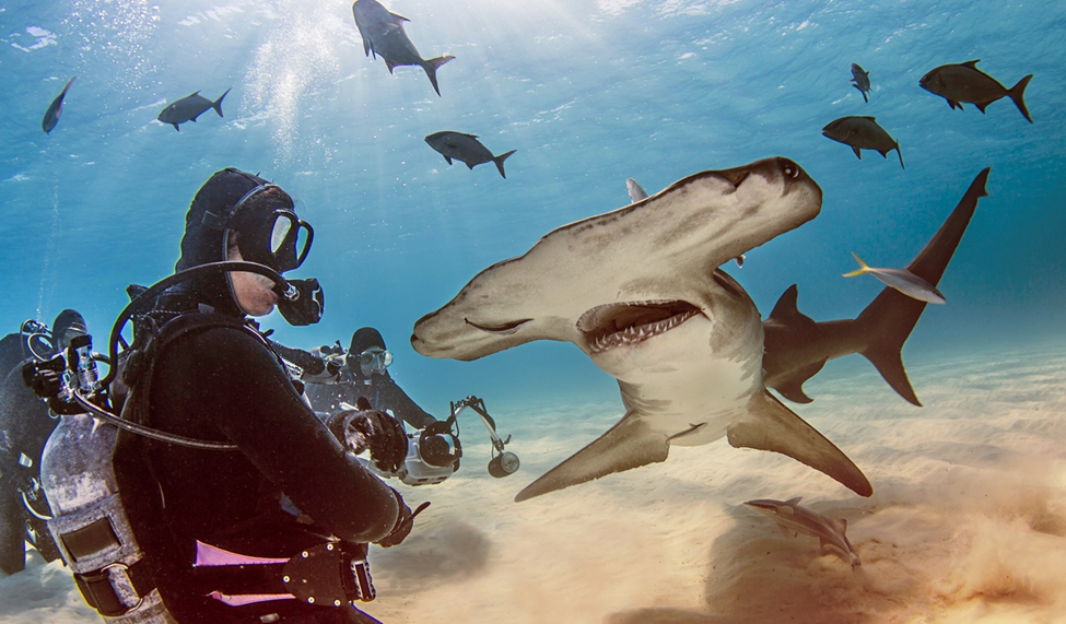 Scuba diver photographing a hammerhead shark underwater, surrounded by fish in a clear ocean scene.