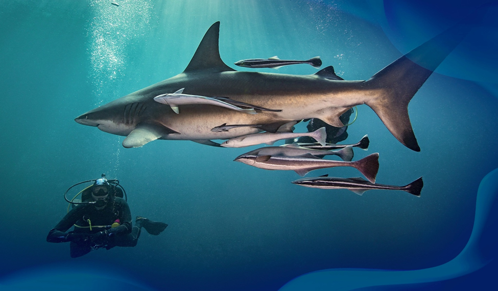 Scuba diver swimming next to a large shark accompanied by several remora fish, in deep blue water with sunlight streaming from above.