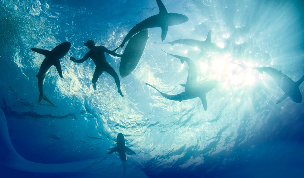 Underwater view of a diver with a surfboard surrounded by multiple sharks, silhouetted against the sunlight streaming from the surface.