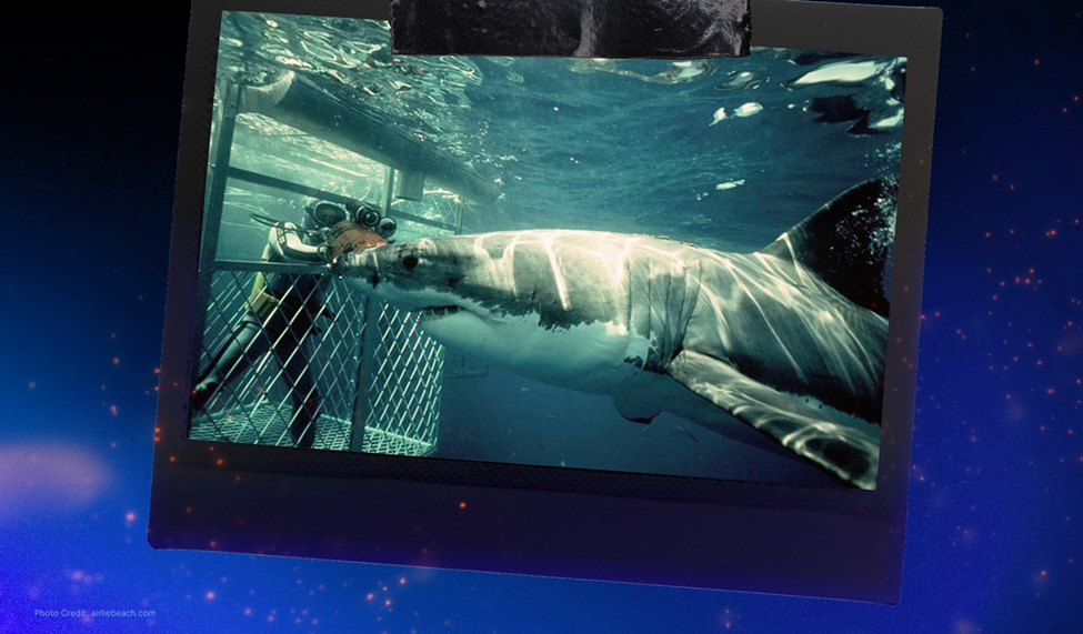 A great white shark underwater approaching a diving cage with a scuba diver visible inside.